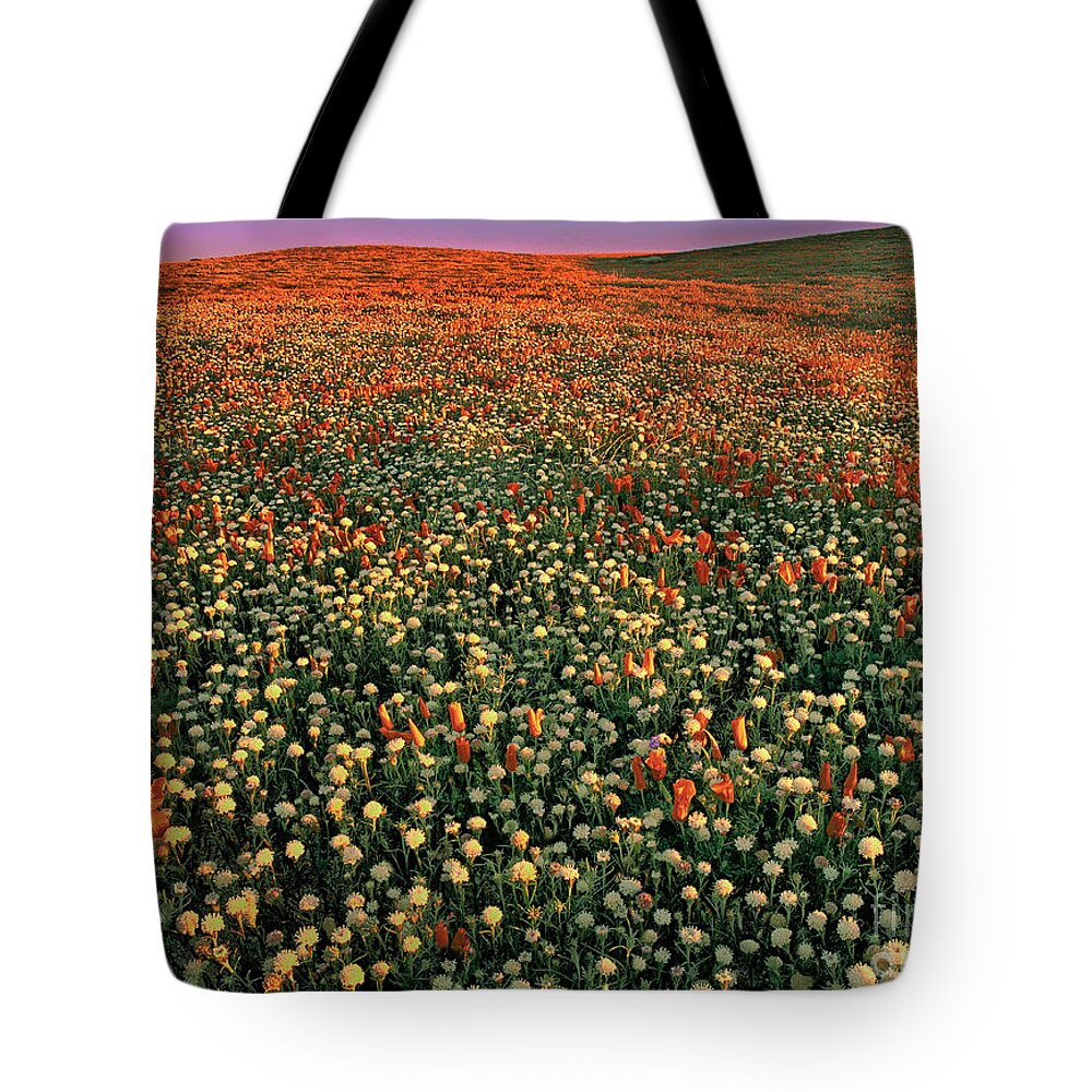 California Poppies Tote Bag featuring the photograph California Poppies at Dawn Lancaster California by Dave Welling