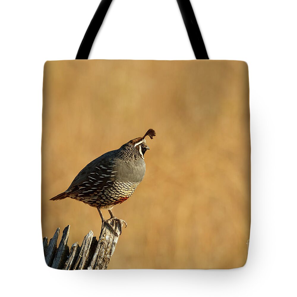 Quail Tote Bag featuring the photograph California Quail by Beve Brown-Clark Photography