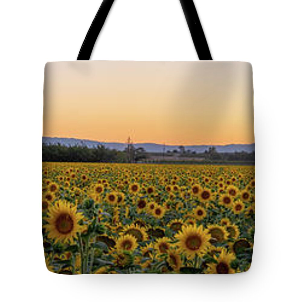 Sunflowers Tote Bag featuring the photograph California Sunflowers-Panorama by Robin Mayoff