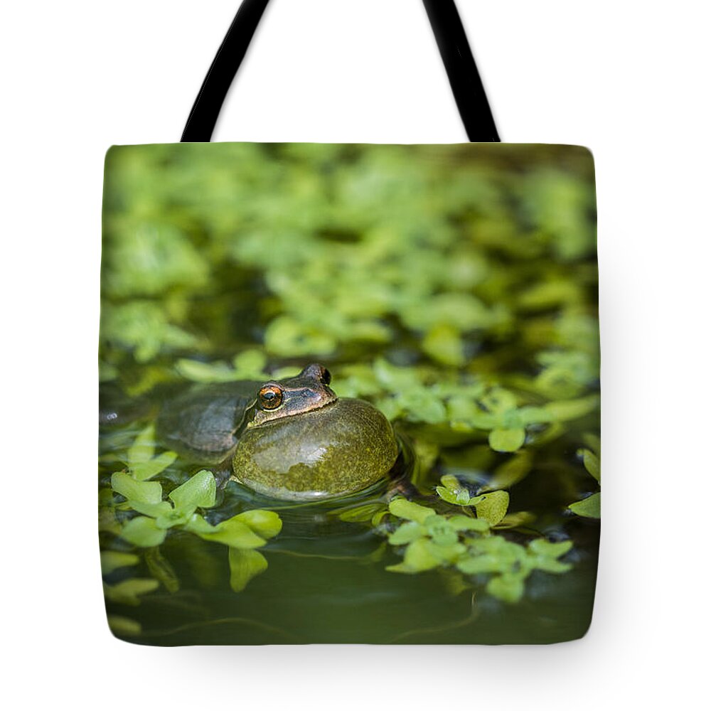 Courtship Tote Bag featuring the photograph Calling Treefrog by Robert Potts