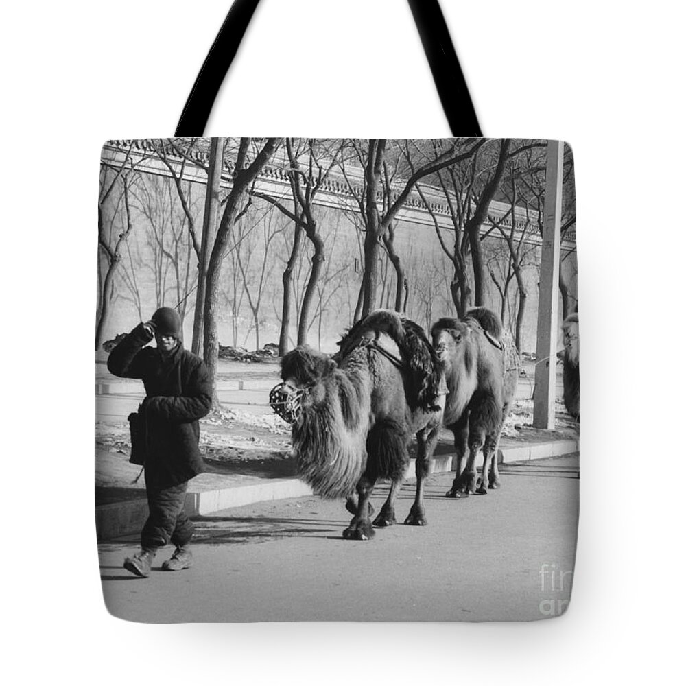 Bactrian Camel Tote Bag featuring the photograph Camel caravan, China 1957 by The Harrington Collection