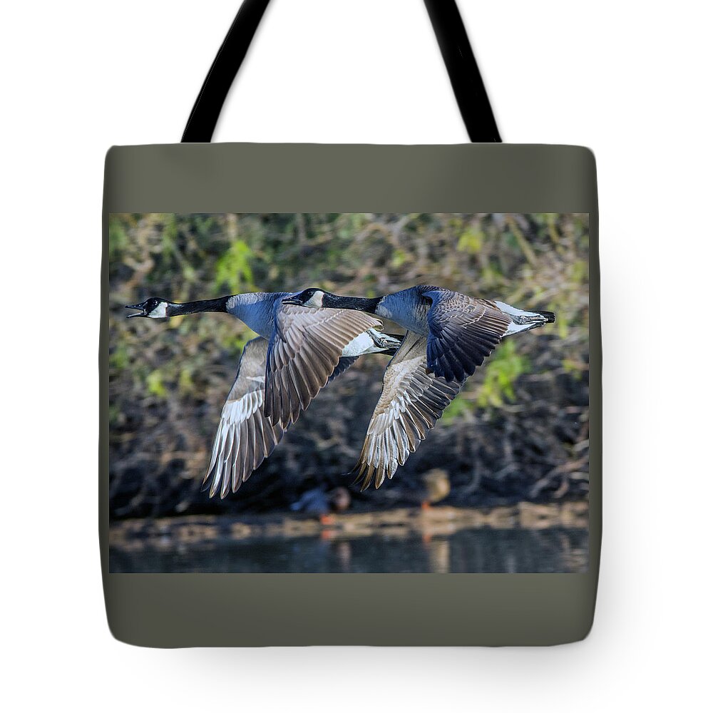Canada Tote Bag featuring the photograph Canada Geese 1733-011917-1cr by Tam Ryan