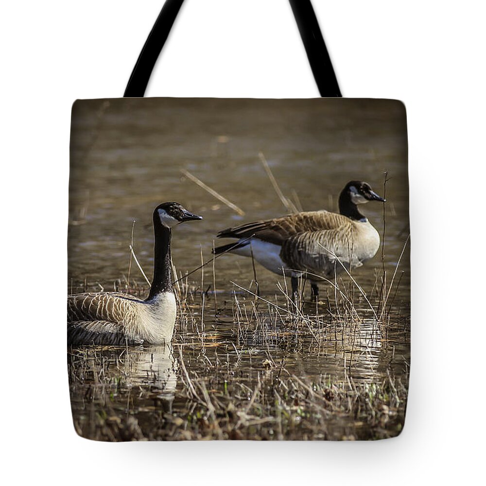 Canada Tote Bag featuring the photograph Canada Geese by Ray Congrove