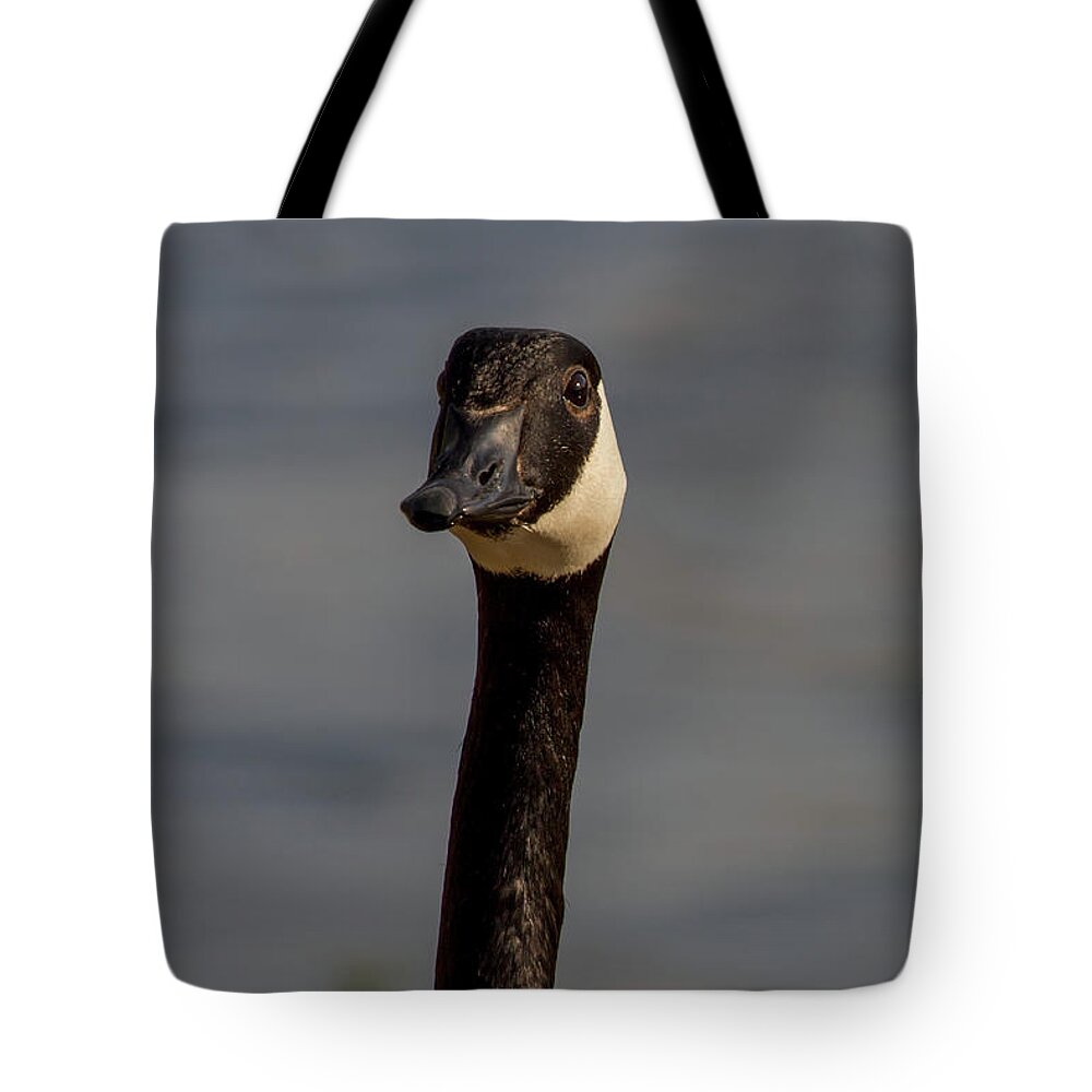 Goose Tote Bag featuring the photograph Canada Goose Daddy by John Haldane