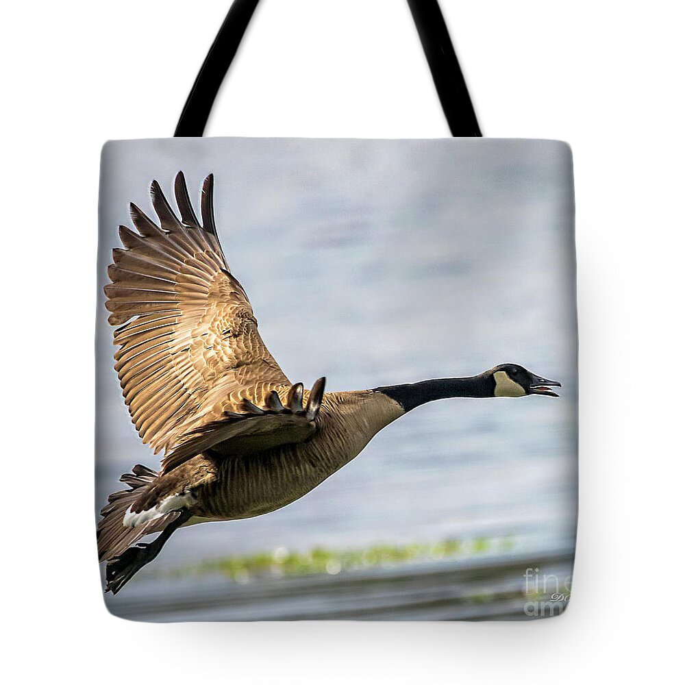 Goose Tote Bag featuring the photograph Canada Goose In Flight by DB Hayes