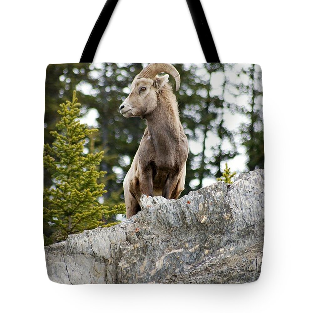 Wildlife Tote Bag featuring the photograph Canadian Bighorn side profile by David Birchall