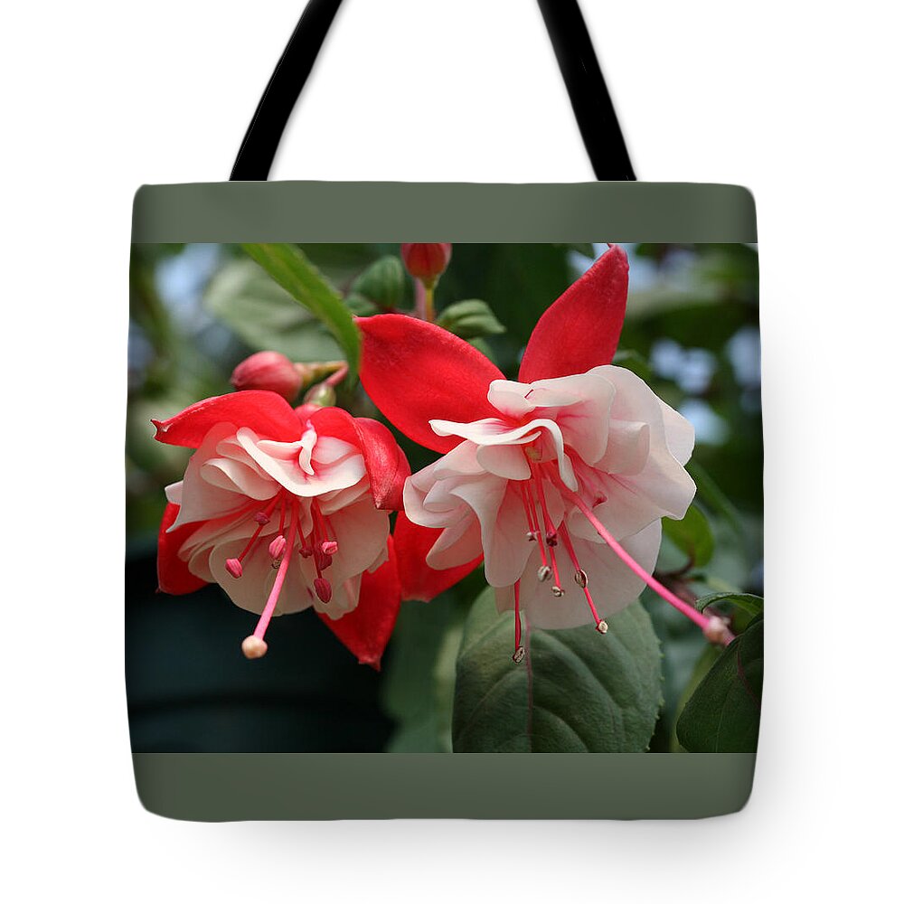 Tote Bag featuring the photograph Candy Cane Fuchsias by Tammy Pool