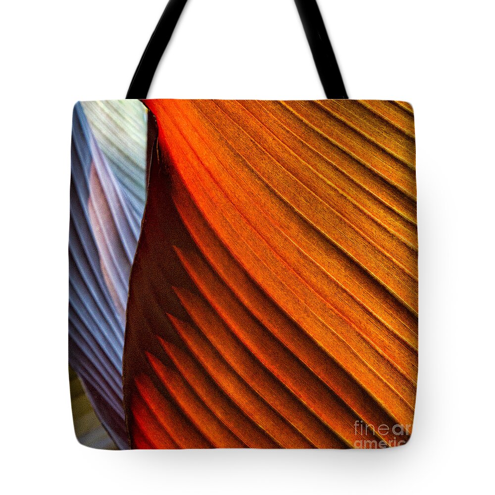 Canna Tote Bag featuring the photograph Canna Canyon by Marilyn Cornwell