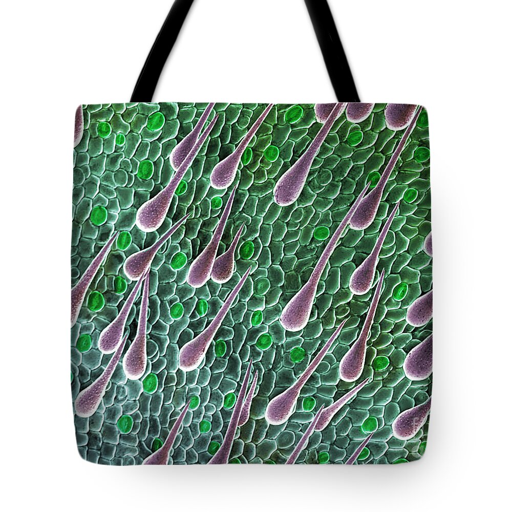 Anatomy Tote Bag featuring the photograph Cannabis Seedling Leaf, SEM by Ted Kinsman