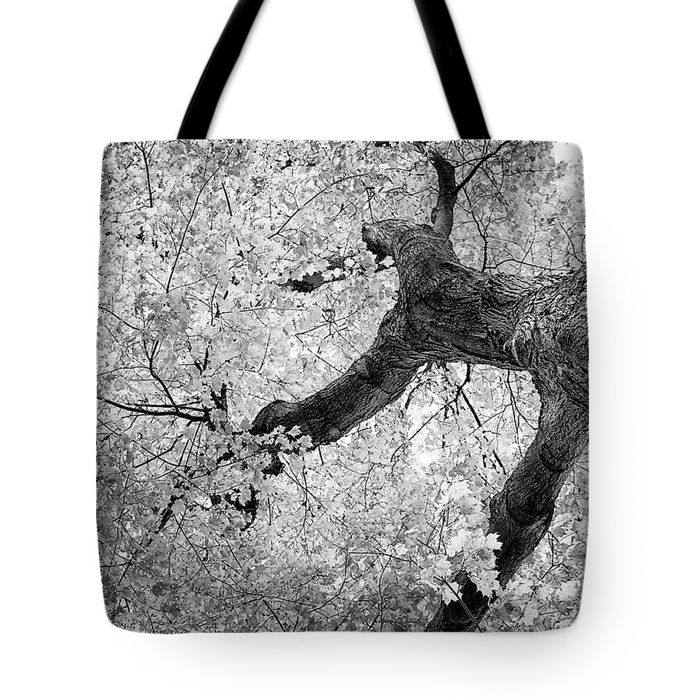 Abstract Tote Bag featuring the photograph Canopy of Autumn Leaves in Black and White by Tom Mc Nemar