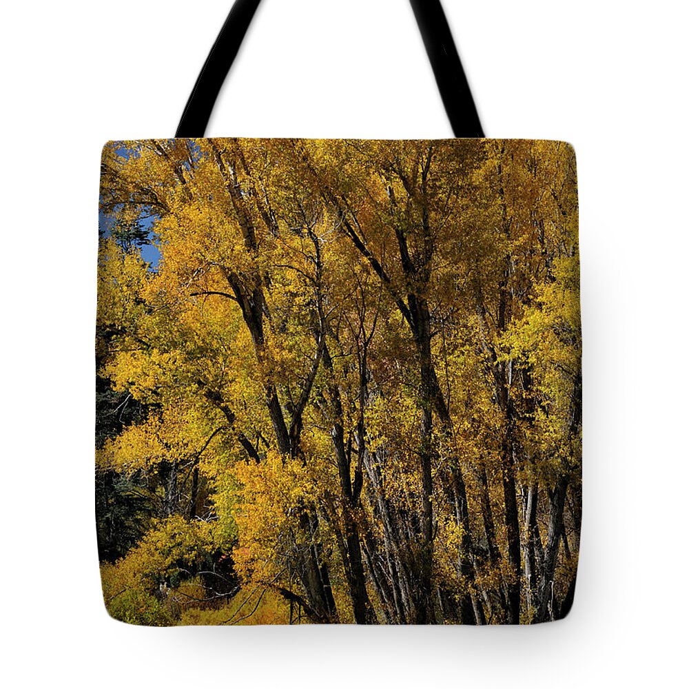 Landscape Tote Bag featuring the photograph Canyon Cottonwoods by Ron Cline
