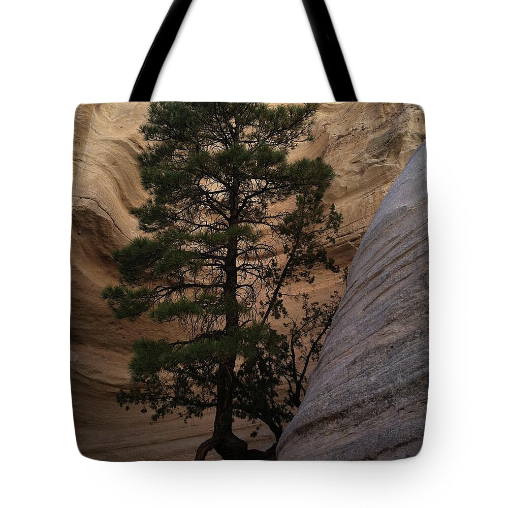 Pine Tote Bag featuring the photograph Canyon Pine by Kathryn Alexander MA