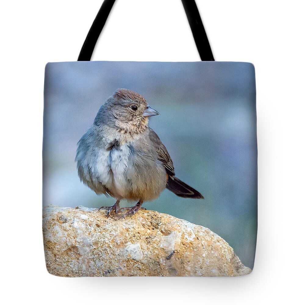 Canyon_towhee Tote Bag featuring the photograph Canyon Towhee by Tam Ryan