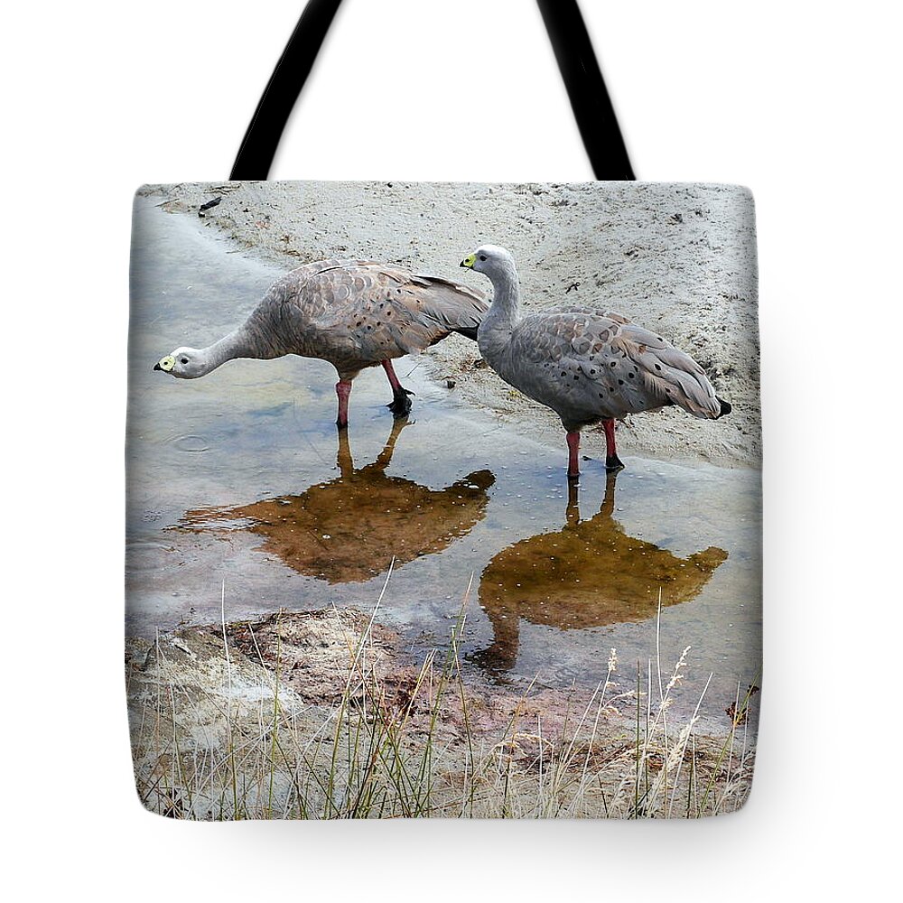 Tantalising Tasmania Series By Lexa Harpell Tote Bag featuring the photograph Cape Baron Geese on Maria Island 2 by Lexa Harpell
