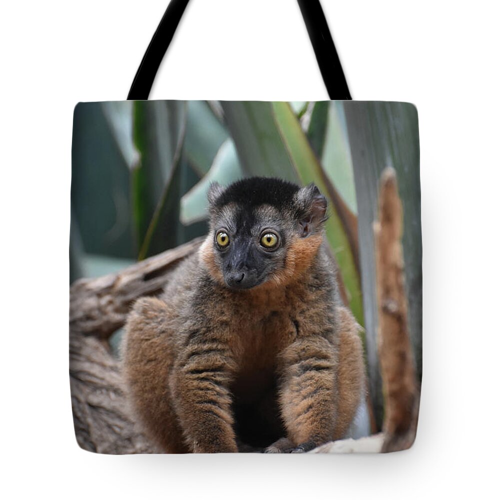 Lemur Tote Bag featuring the photograph Captivating Close Up of a Brown Collared Lemur by DejaVu Designs