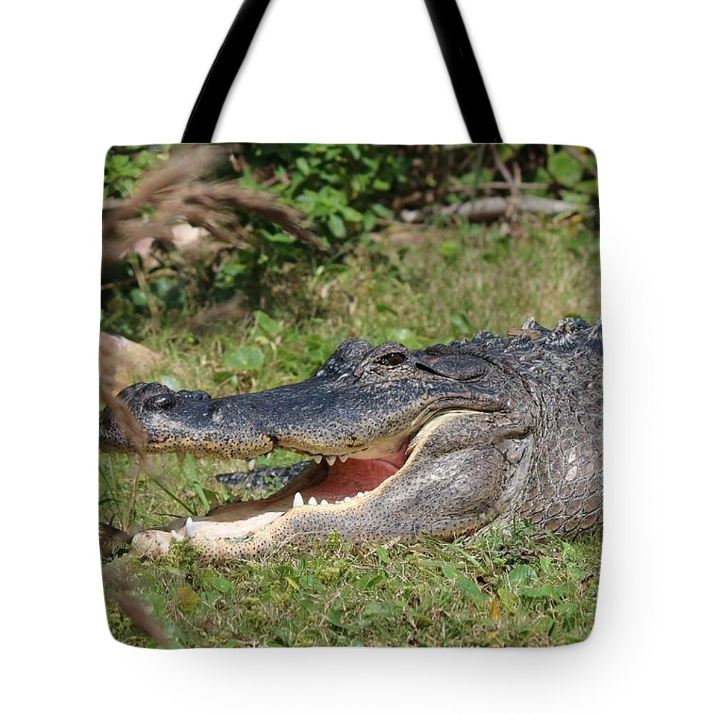 Gator Tote Bag featuring the photograph Captive Gator by Christy Pooschke