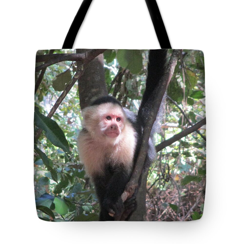 Capuchin Monkey Tote Bag featuring the photograph Capuchin Monkey 4 by Randall Weidner