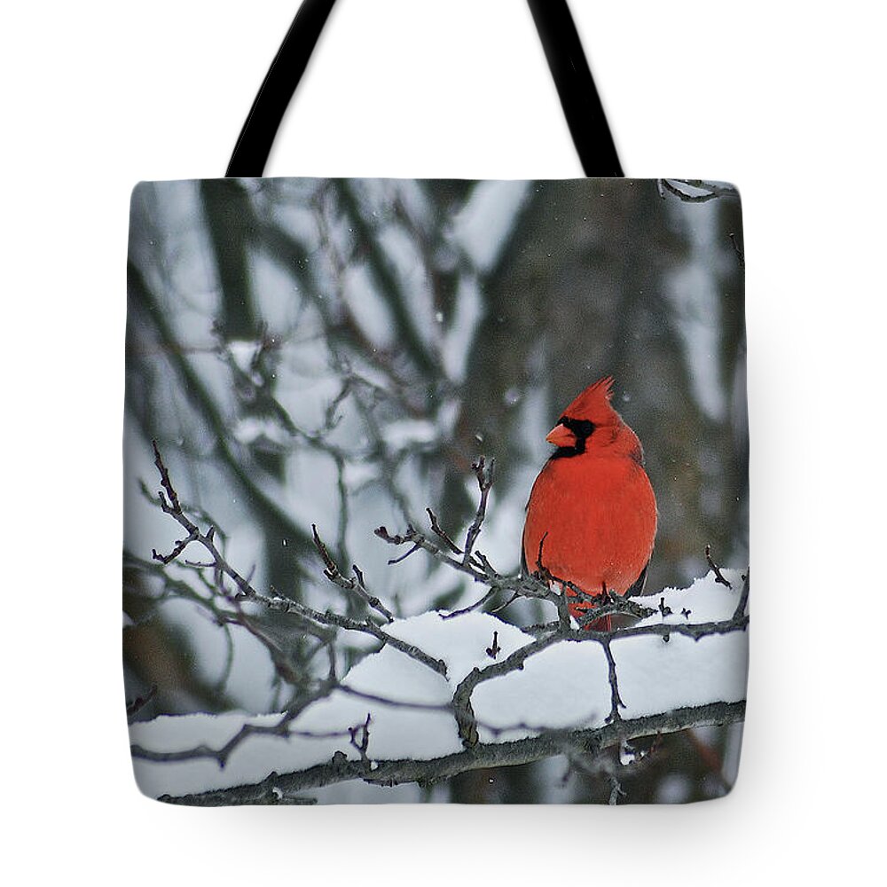 Cardinal Tote Bag featuring the photograph Cardinal and snow by Michael Peychich