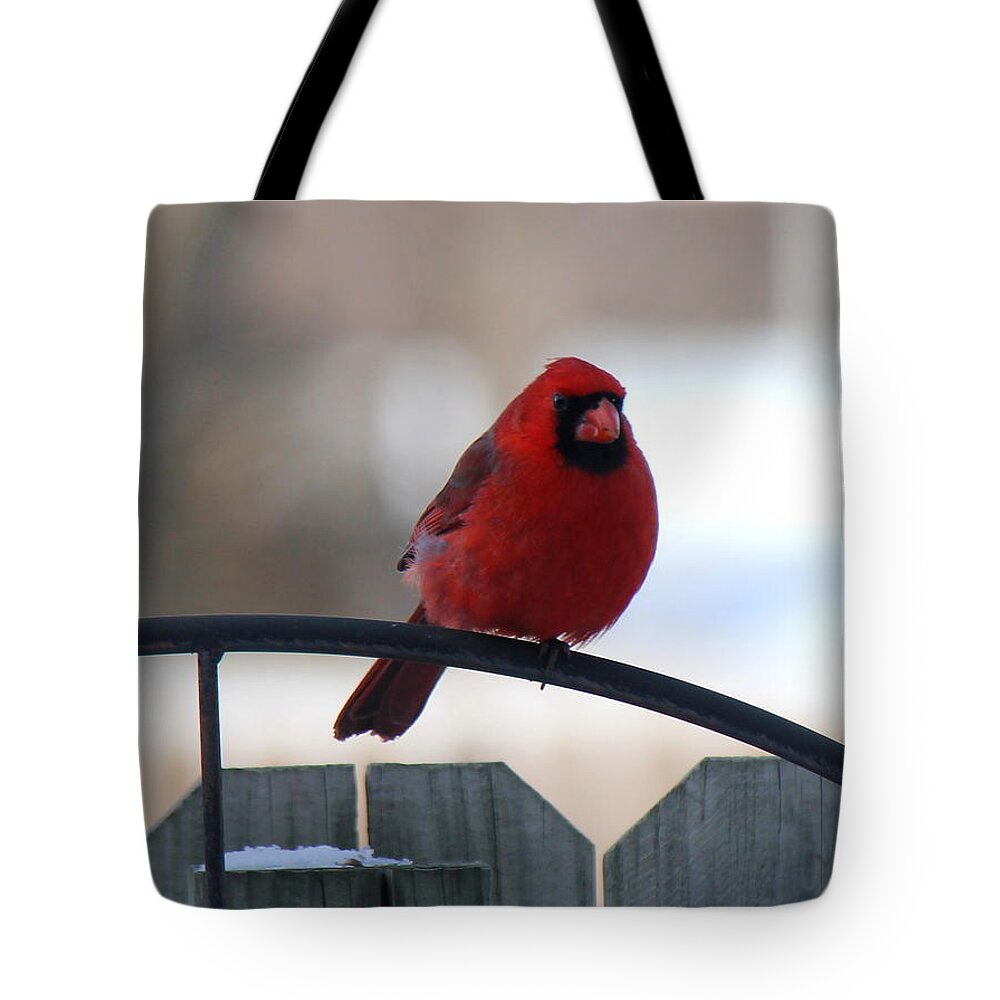Cardinal Tote Bag featuring the photograph Cardinal Closeup by Sheri Simmons