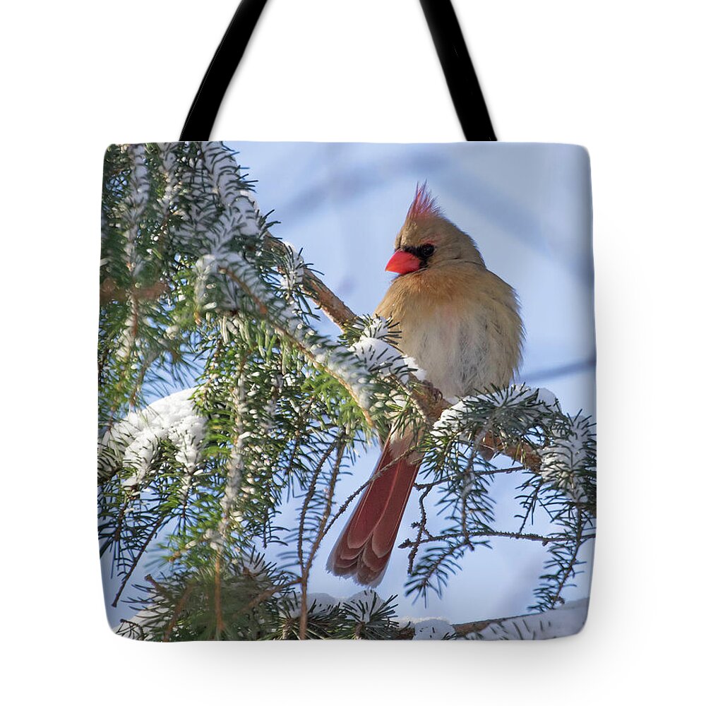 Cardinal Tote Bag featuring the photograph Cardinal Female in Snow by Mindy Musick King