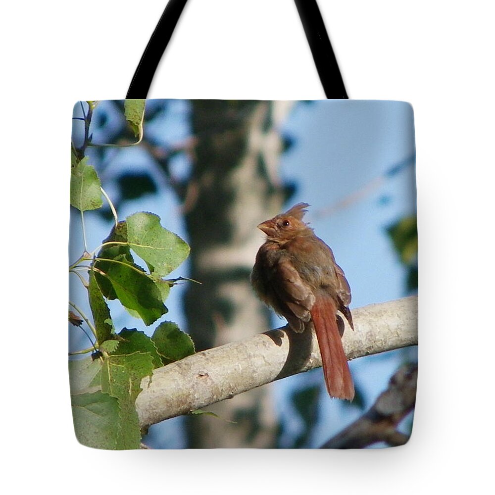 Birds Tote Bag featuring the photograph Cardinal fledged by Peggy King