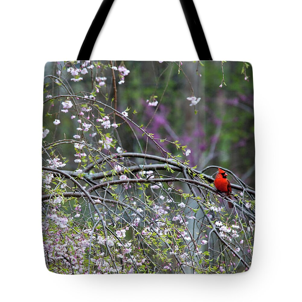 Bird Tote Bag featuring the photograph Cardinal in Flowering Tree by David Arment