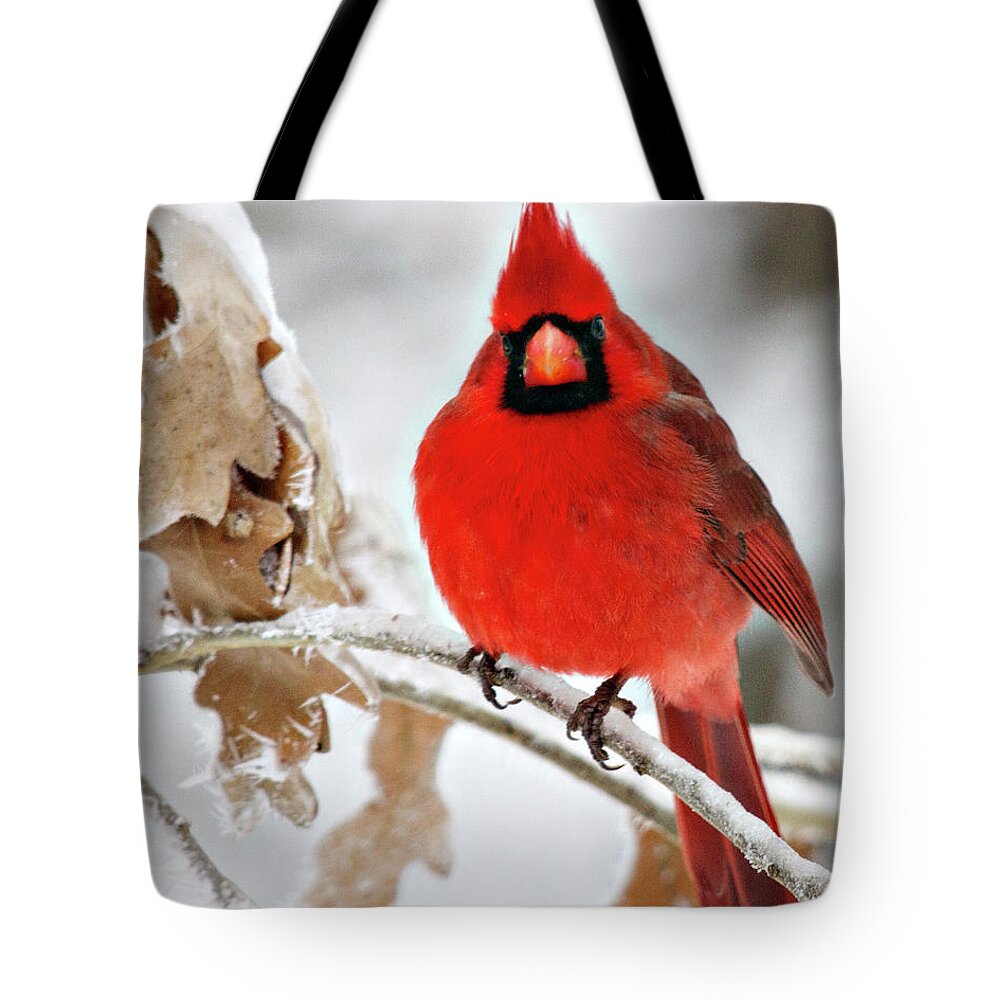 Animal Tote Bag featuring the photograph Cardinal On Ice by Lana Trussell