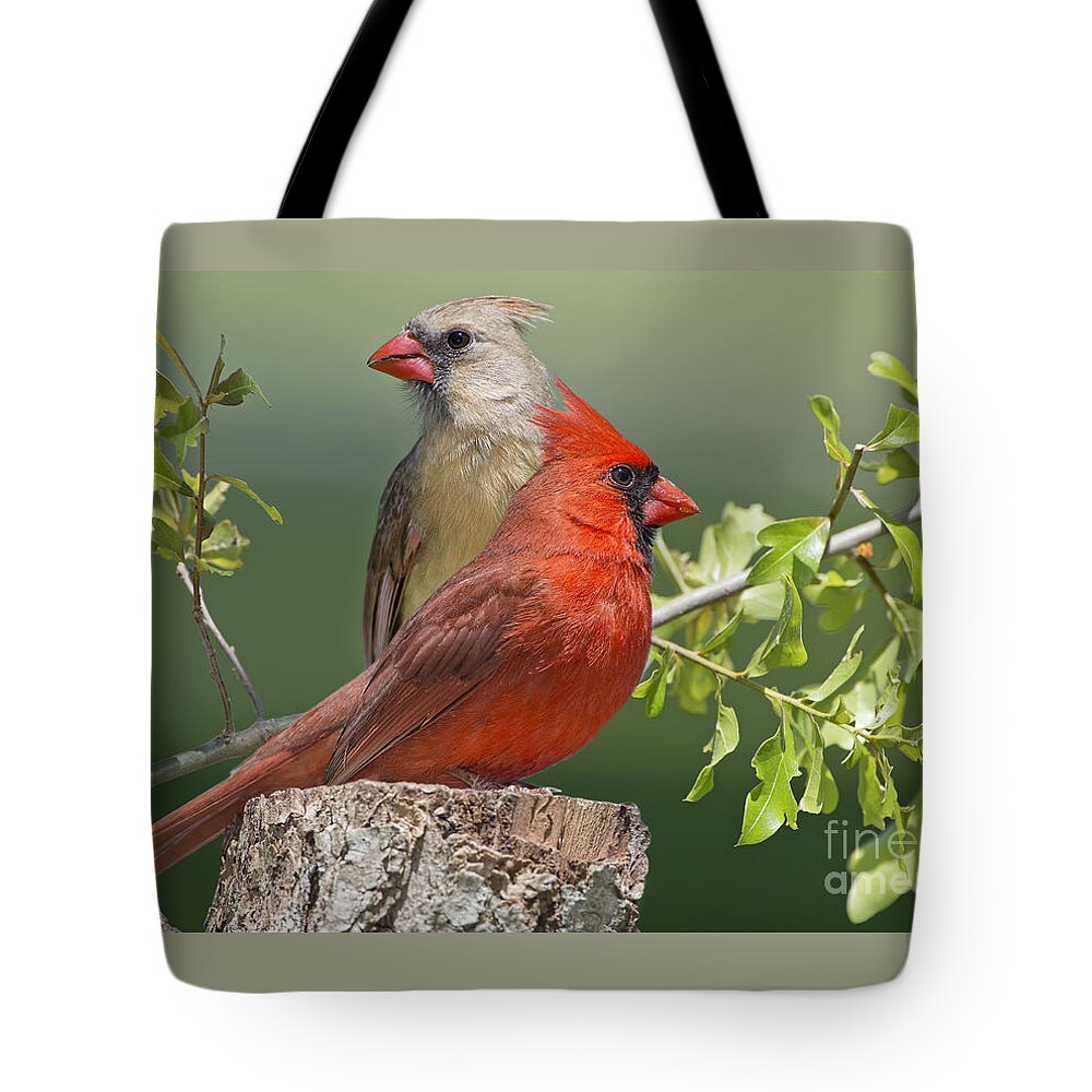 Northern Cardinals Tote Bag featuring the photograph Cardinal Sentries by Bonnie Barry