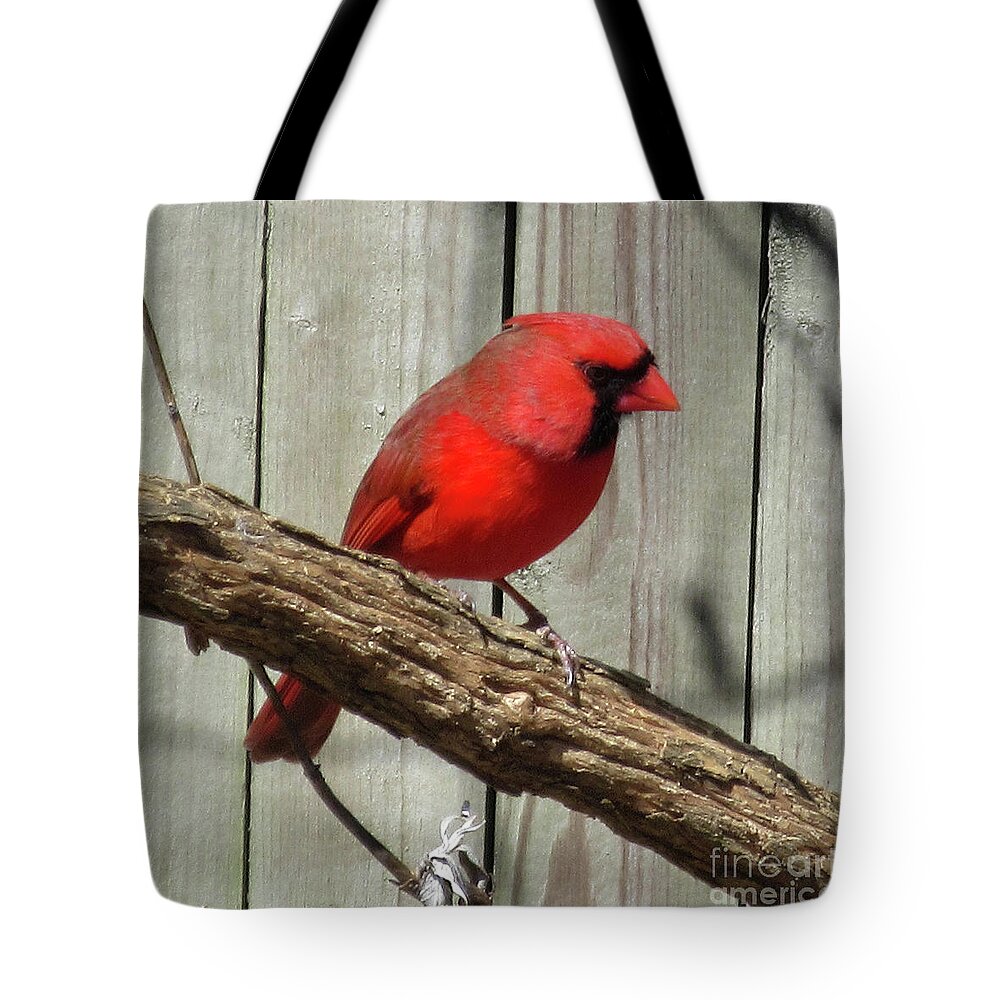 Cardinal Tote Bag featuring the photograph Cardinal Waiting for Spring by CAC Graphics