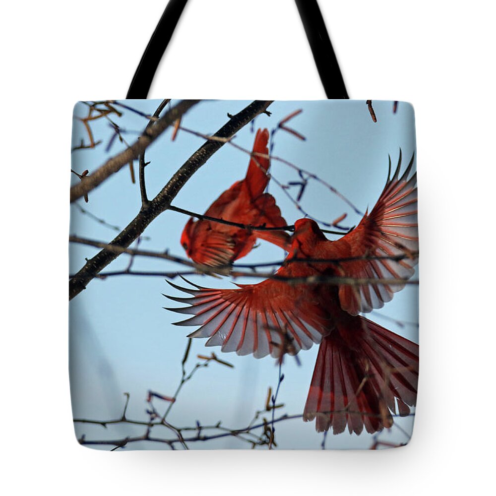 Winter Tote Bag featuring the photograph Cardinal Wing Span by Brook Burling
