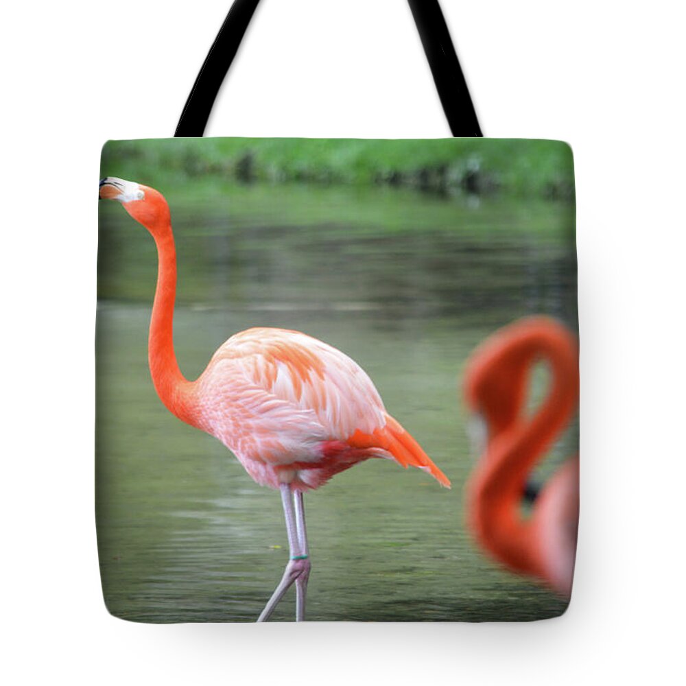Loxahatchee Tote Bag featuring the photograph Caribbean Flamingos 2 by Ken Figurski