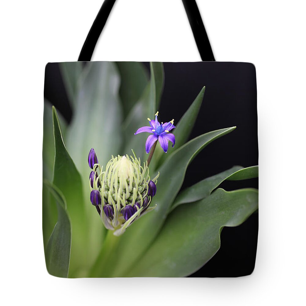 Caribbean Jewels Tote Bag featuring the photograph Caribbean Jewels by Tammy Pool
