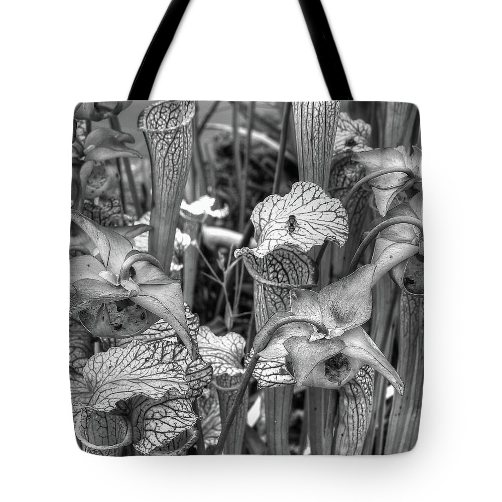 Carnivorous Tote Bag featuring the photograph Carnivorous Plants Monochrome by Jeff Townsend
