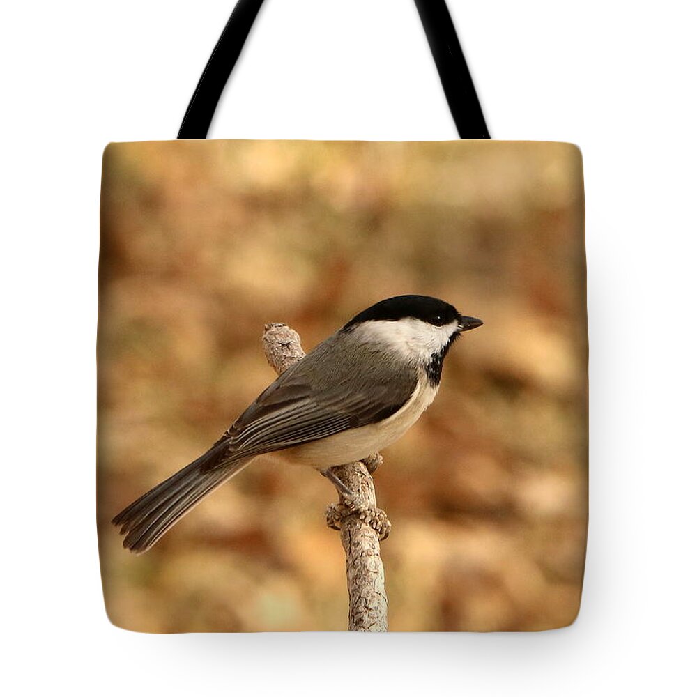 Nature Tote Bag featuring the photograph Carolina Chickadee on Branch by Sheila Brown