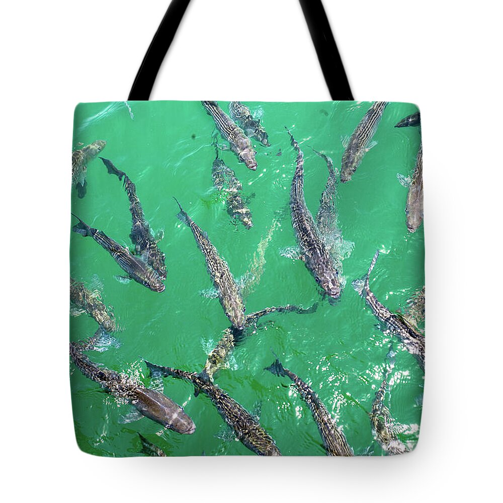 Carp Tote Bag featuring the photograph Carp by Anthony Jones