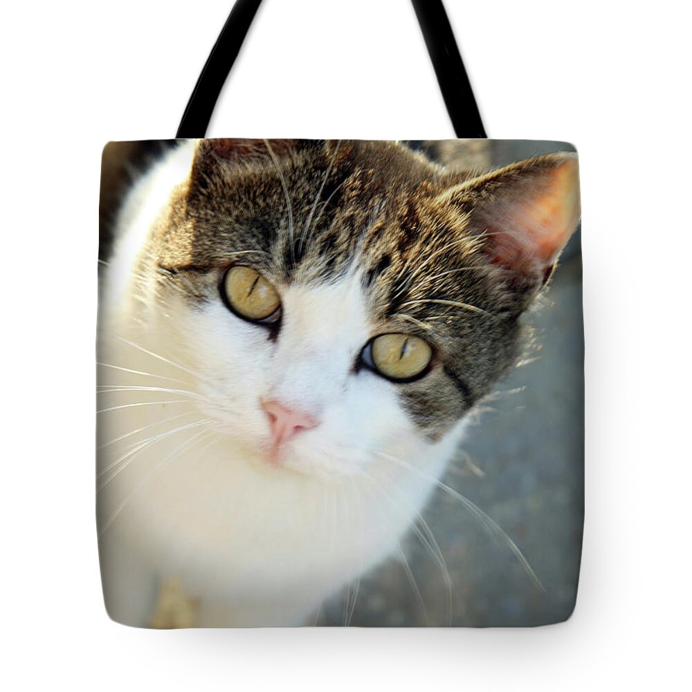 Cat Tote Bag featuring the photograph Cat Eyes by Cora Wandel