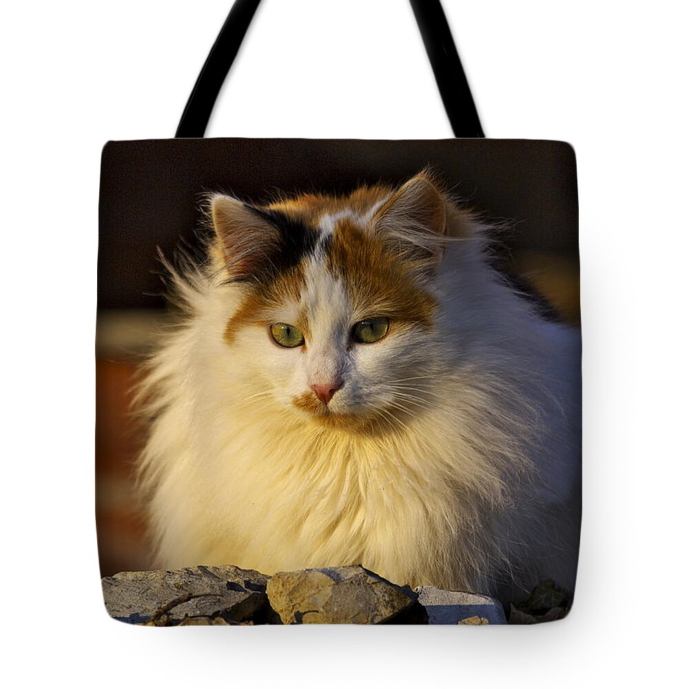 Cat Tote Bag featuring the photograph Cat by Ivan Slosar