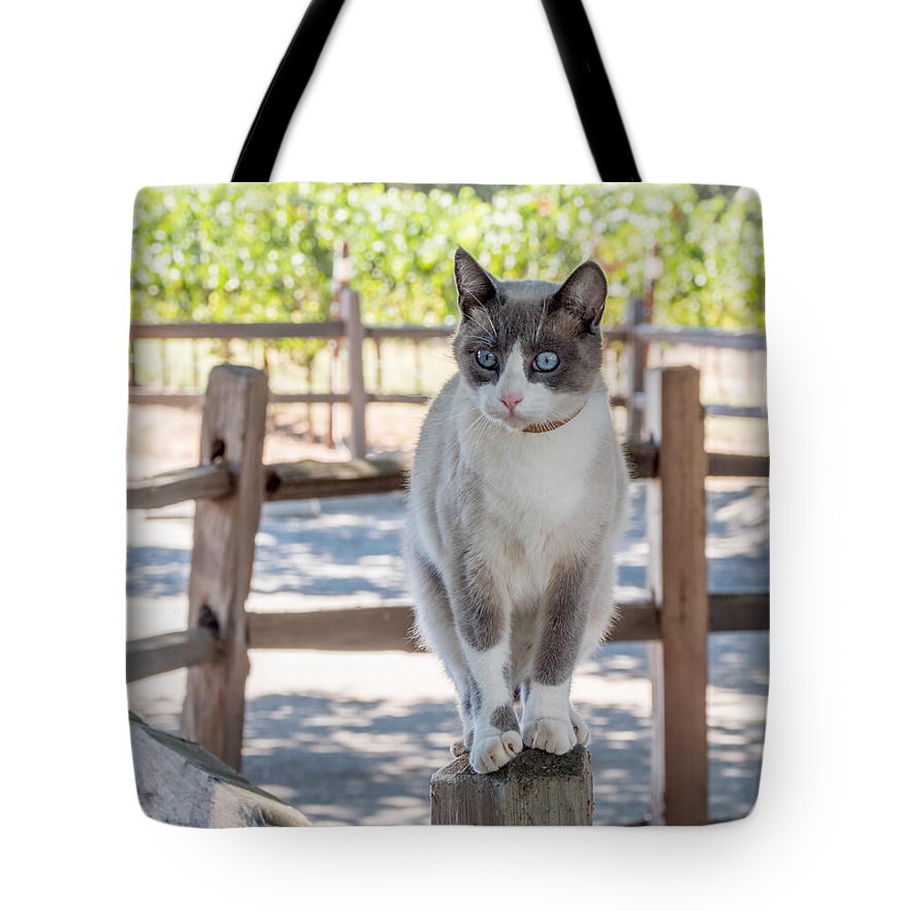 Cat Tote Bag featuring the photograph Cat on a Wooden Fence Post by Derek Dean