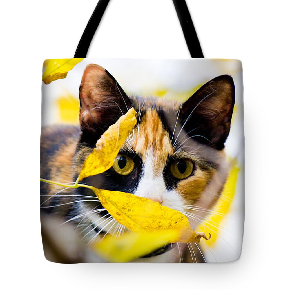 Cat Tote Bag featuring the photograph Cat on the Prowl by Jonny D