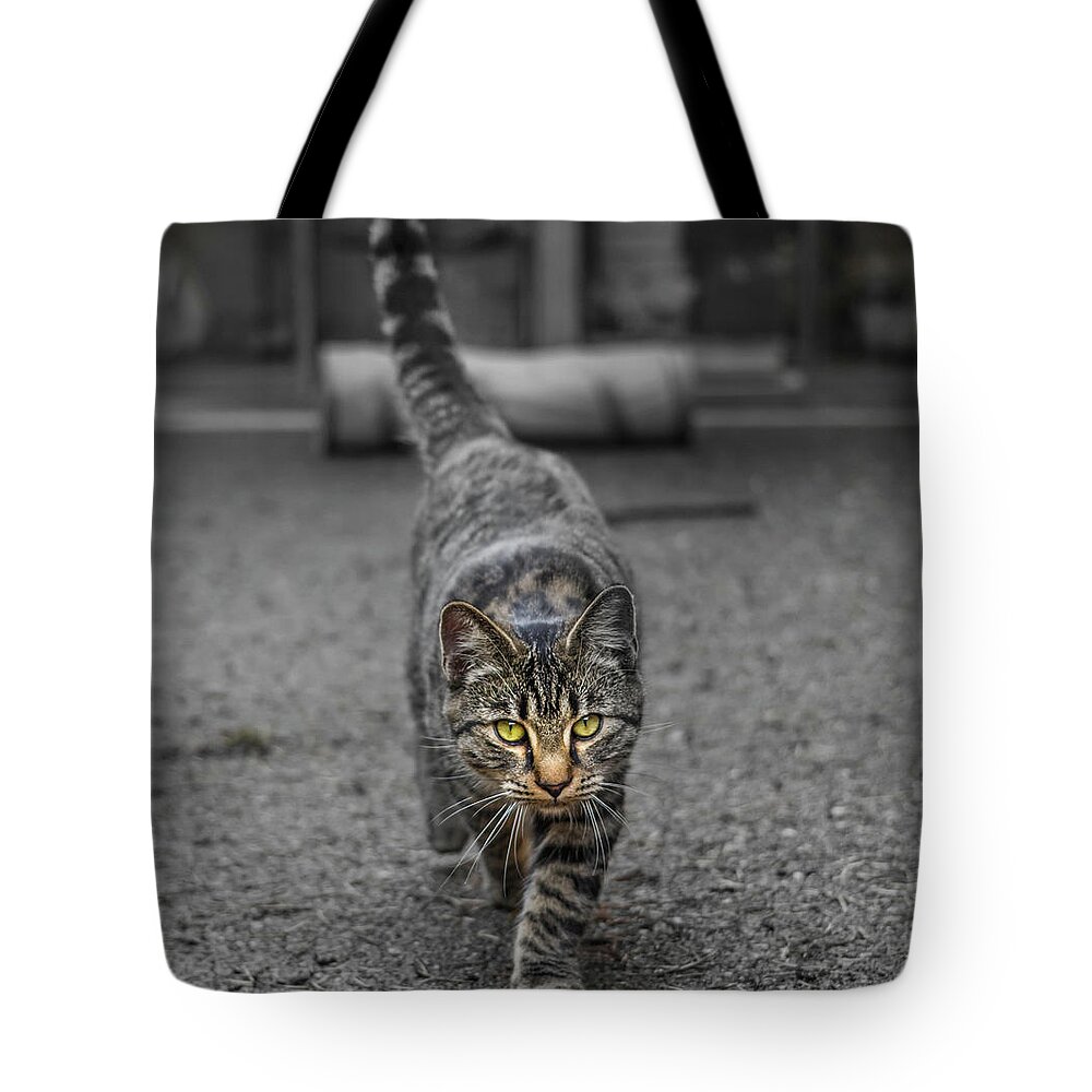 Cat Tote Bag featuring the photograph Cat on the Prowl by Rick Deacon