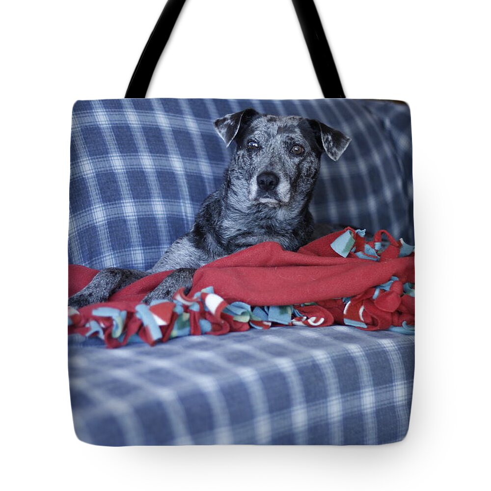 Catahoula Leopard Dog Tote Bag featuring the photograph Catahoula Leopard Dog in blue by Valerie Collins