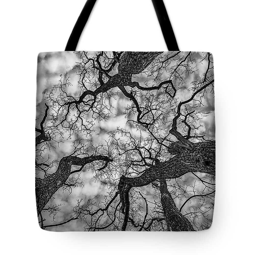 Sky Tote Bag featuring the photograph Catalpa and Altostrato Q by Scott Cordell