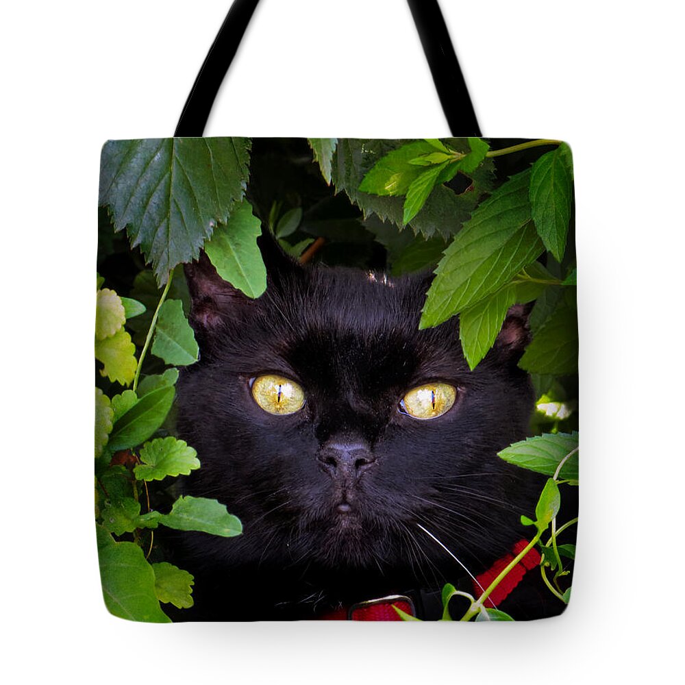 Cat Tote Bag featuring the photograph Catboo in The Wild by Shawna Rowe