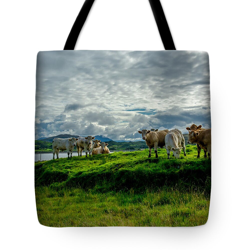 Ireland Tote Bag featuring the photograph Cattle On Pasture In Ireland by Andreas Berthold
