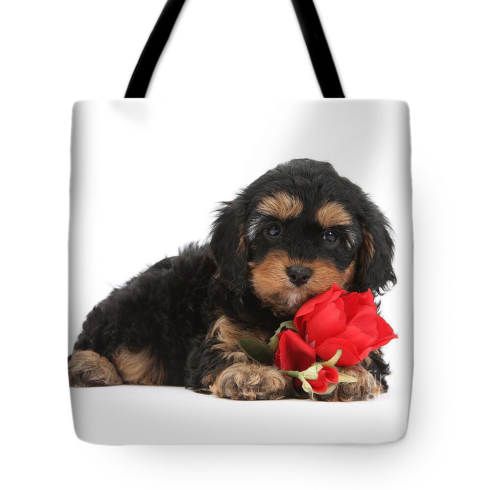 Cavapoo Tote Bag featuring the photograph Cavapoo with Red Rose by Warren Photographic