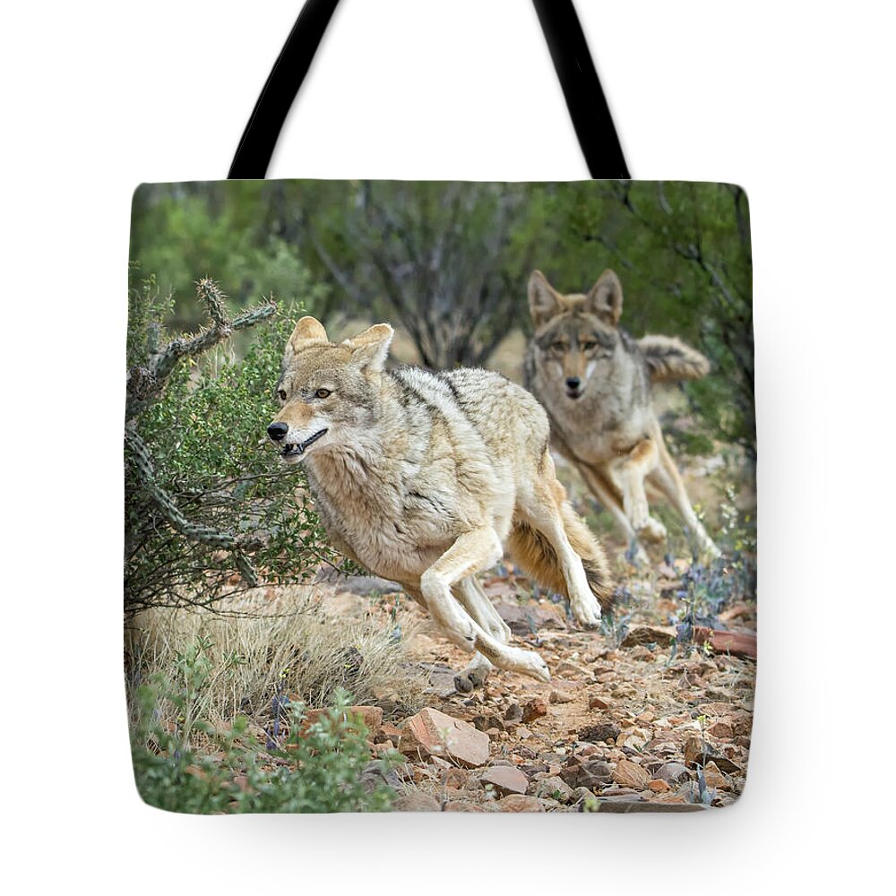 Cayote Tote Bag featuring the photograph Coyote Chase by Tam Ryan