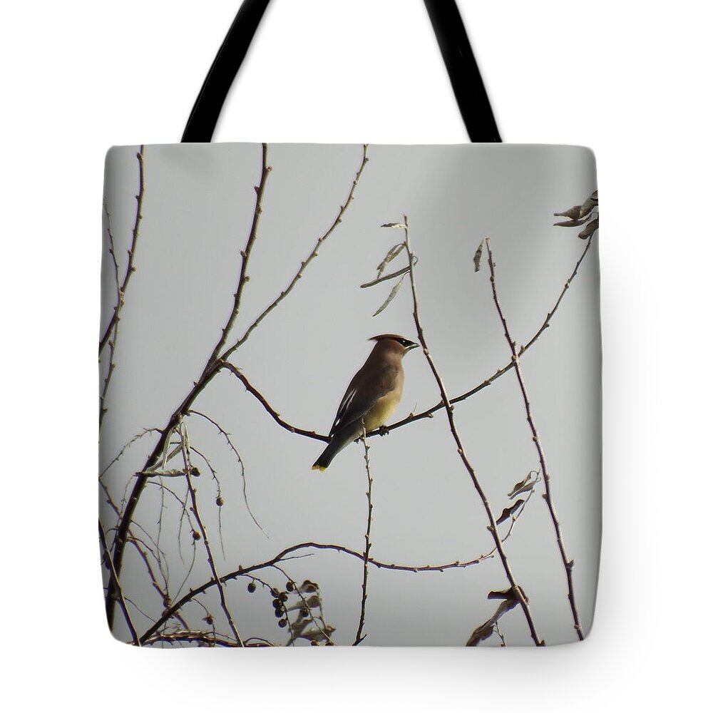Bird Tote Bag featuring the photograph Cedar Wax Wing in Tree by Kenneth Willis