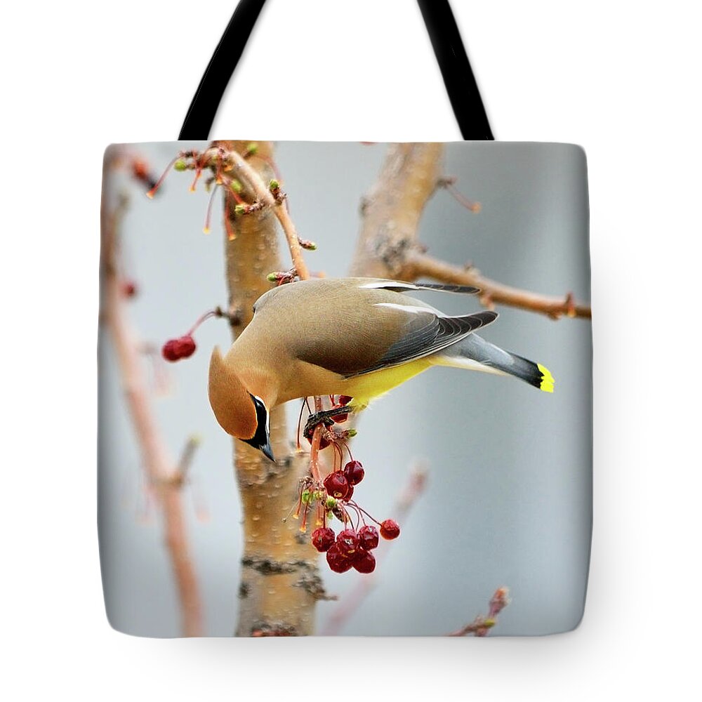 Cedar Waxwing Tote Bag featuring the photograph Cedar Waxwing 2 by Betty LaRue