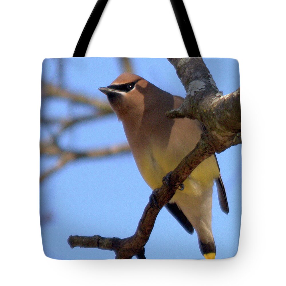 Wildlife Tote Bag featuring the photograph Cedar Waxwing by John Benedict