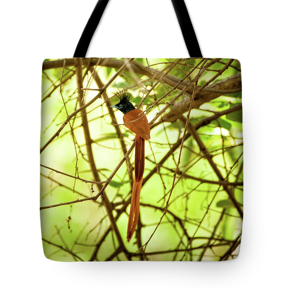 Yala National Park Tote Bag featuring the photograph Ceylon paradise flycatcher by Venura Herath